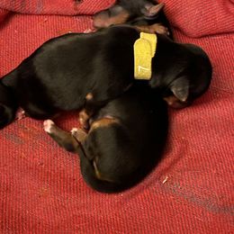 Yorkshire Terrier Puppies from Buddha Babies Yorkshire Terriers