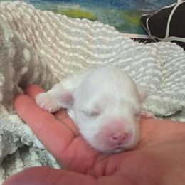 Ozzi - White male Maltese puppy in Brooksville, Florida from Vega's Maltese