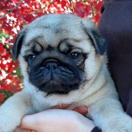Fuji - blue collar - Fawn male Pug puppy in Saint Helens, Oregon from Ebert Golden Retrievers & Pugs