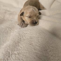 Kenya - Fawn female Havanese puppy in Trinity, Alabama from Tooties Cuties Havanese