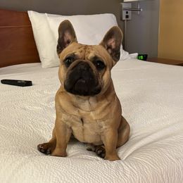 Rio - French Bulldog