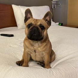 Rio - French Bulldog