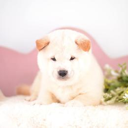 Neo - Cream Boy - Cream male Shiba Inu puppy in Neosho, Missouri from Sunny Terrace Shibas