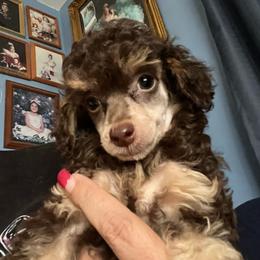Blossom - Phantom female Poodle puppy in Winter Haven, Florida from Herdez’s Poodles