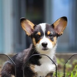 Pembroke Welsh Corgi Puppies from KBI FARM