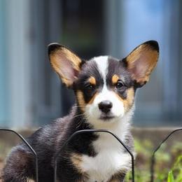 Pembroke Welsh Corgi Puppies from KBI FARM