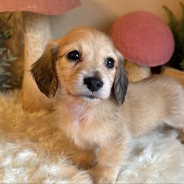 Puppy 3 - Cream male Dachshund puppy in Perryville, Maryland from Heavenly Heritage Dachshunds and Doods