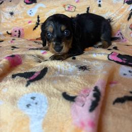 Henry - Dapple male Dachshund puppy in Lake City, Florida from My Ditzy Doxies of Florida
