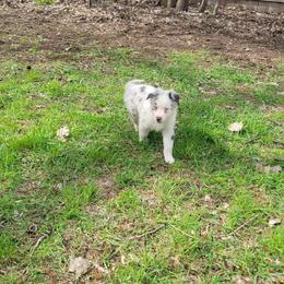 Froakie - Blue merle male Australian Shepherd puppy in Kenosha, Wisconsin from Out of this World Aussies