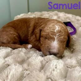 Samuel - Red  male Goldendoodle puppy in Pasadena, Texas from Toledo Creek Doodles