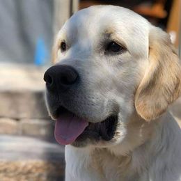 Golden Retriever Puppies from Sleepy Morning Goldens