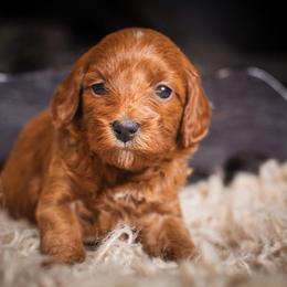 Abby - Red  female Goldendoodle puppy in Tyner, Kentucky from Good Dog Doodles