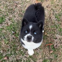 Aria - Black and white female Pomsky puppy in La Vergne, Tennessee from Atencio Pomsky