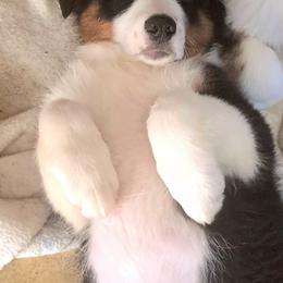 JOEY - Black tri-color male Australian Shepherd puppy in Elk Creek, Missouri from Hearts on Fire Australian Shepherds