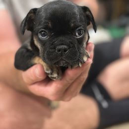 Rottie - Black and tan female French Bulldog puppy in Rapid City, South Dakota from Frontier Frenchies, LLC