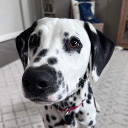 Whiskey - Dalmatian