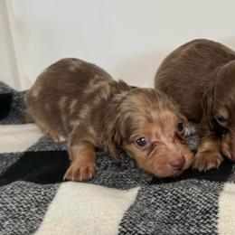 "Dotty"dapple - Dapple female Dachshund puppy in San Diego, California from San Diego Dachshunds