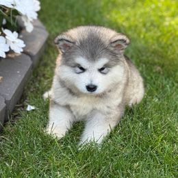 Boy 1 - Gray and white male Alaskan Malamute puppy in Ramsey, Minnesota from Windchaser Kennels