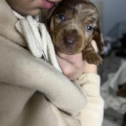 Dachshund Puppies from Honey Creek Doxies