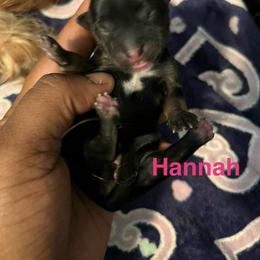 Hannah - Black and tan female Yorkipoo puppy in Gastonia, North Carolina from Precious pups dynasty kennel
