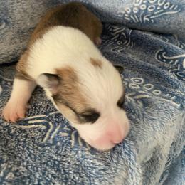 Pink - Red female Pembroke Welsh Corgi puppy in Beulaville, North Carolina from Windy Acres Pembroke Welsh