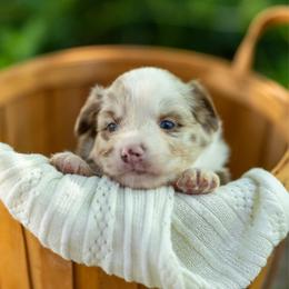 Tortellini - Red merle male Miniature Australian Shepherd puppy in Fort Collins, Colorado from Basil’s Sweet Creatures