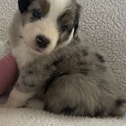 Australian Shepherd Puppies from Bedtime Story Australian Shepherds