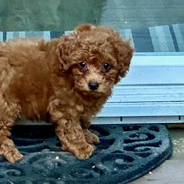 Poodles from Lidiya Poodles