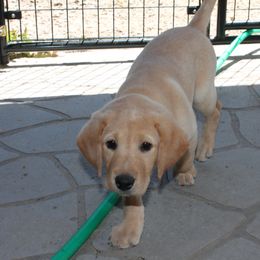 Labrador Retriever Puppies from C R Purdy Labs