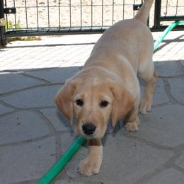 Labrador Retriever Puppies from C R Purdy Labs