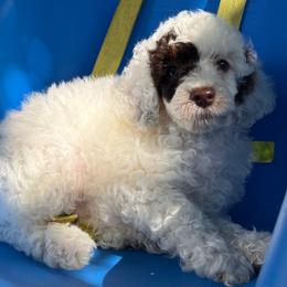 AKC Spanky - Genetically Clear - Parti male Poodle puppy in Tampa, Florida from The Sweet Life of a Toy Poodle