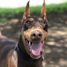Doberman Pinschers from Szoradobes