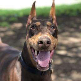 Doberman Pinschers from Szoradobes