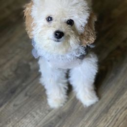 Poodle Puppies from Emmino Poodles