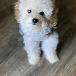 Poodle Puppies from Emmino Poodles