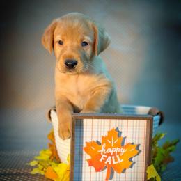 Berry - Yellow male Labrador Retriever puppy in Isle, Minnesota from Dog Ear Outfitters