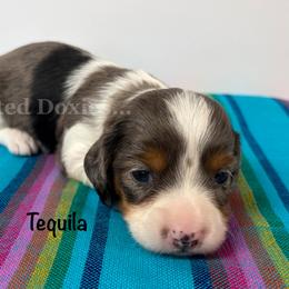 Tequila - Dapple male Dachshund puppy in Havana, Florida from Dotted Doxies