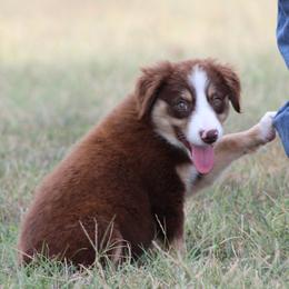 Checkers - Red tri male Miniature Australian Shepherd puppy in Quapaw, Oklahoma from Rocky Hill Aussies