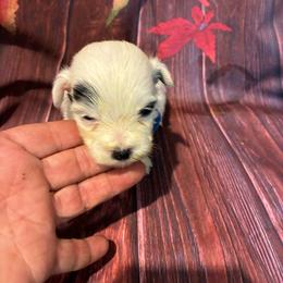 Duncan - White male Havapoo puppy in Brookings, South Dakota from Hofer Pups