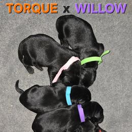 Black female pick number 5 - Black female Labrador Retriever puppy in Clayton, Washington from Full House Ranch