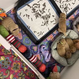 Golden Retriever Puppies from Golden Wise