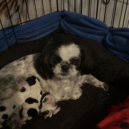 Ciara - Shih Tzu