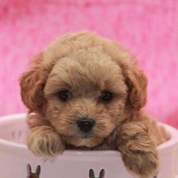 Australian Shepherd, Goldendoodle, and Poodle Puppies from 5AFarms