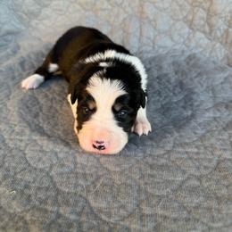 Girl 1 - Tri-color female Border Collie puppy in Centerville, Washington from Forthright Farms