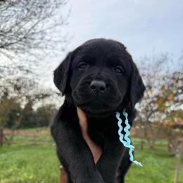 Teal - Black male Labrador Retriever puppy in Escalon, California from Hansen Retrievers