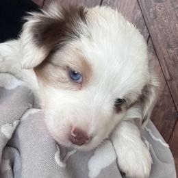 Dallas - Red merle female Australian Shepherd puppy in Wylie, Texas from Wylie Mini Aussies