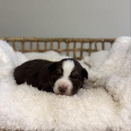 Red Tri Male 2 - Red tri male Miniature Australian Shepherd puppy in Stuart, Virginia from Apple Tree Mini Aussies