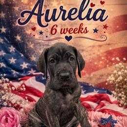 Aurelia - Brindle female Great Dane puppy in Naples, Florida from Above The Salt Danes