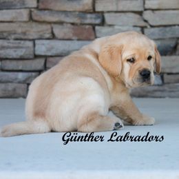 Labrador Retriever Puppies from Günther Labradors
