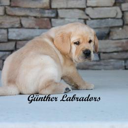 Labrador Retriever Puppies from Günther Labradors